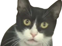 :ChatDeTrapvador: