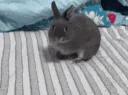 :Lapinfuite:
