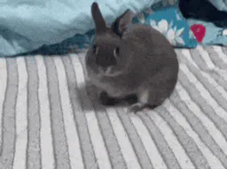 :Lapinfuite: