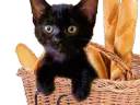 :chaton_pain: