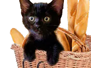 :chaton_pain: