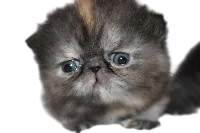 :Galibri: