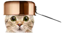 :chat_casserole_1: