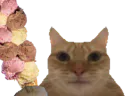 :Chat_glaces: