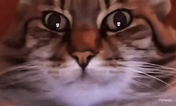 :chat_zoom_ridi: