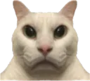 :ChatRegardVenerMiroir: