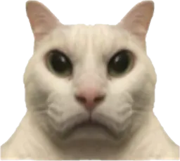 :ChatRegardVenerMiroir: