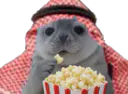 :phoquepopcornsaoudien: