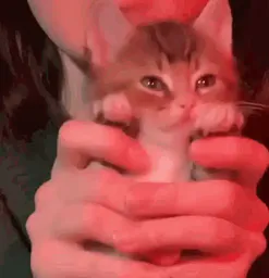 :kitties_dance: