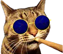 :Chatonquifume:
