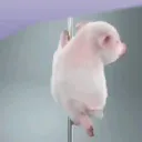 :Piggyturn: