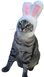 :Chat_lapin: