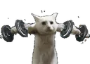 :chat_muscu: