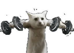 :chat_muscu: