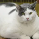 Bonjourent