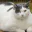 Photo de profil de Bonjourent