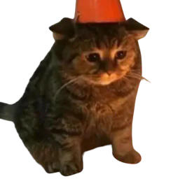 :Chat_bibou: