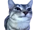 :CS2_Mignon: