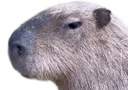 :capybara_profil: