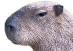 :capybara_profil: