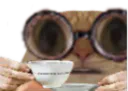 :Chat_tasse: