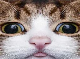 :quoiquinya: