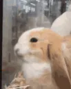 :LapinContent: