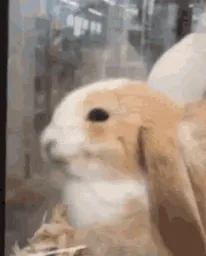 :LapinContent: