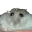 Photo de profil de Hampter