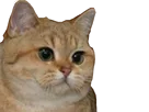 :Speechlesscat: