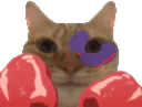 :chat_boxe_gif: