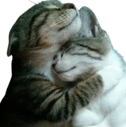 :ChatCalin:
