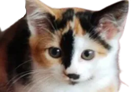 :chat_mignon3: