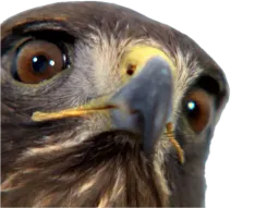 :Aigle_zoom: