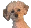 :Petit_caniche: