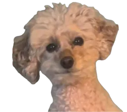 :Petit_caniche: