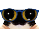 :chat_lunettes_3: