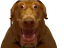:Teddi-taraxv3: