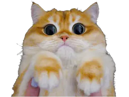:chat_roux3: