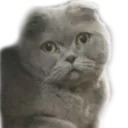 :Chat_Tristounet: