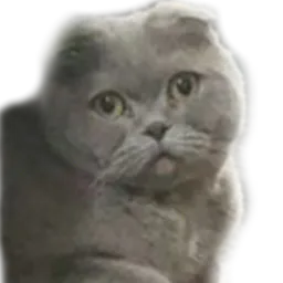 :Chat_Tristounet: