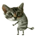 :Chat_danse_frenetique_: