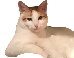 :chatbien: