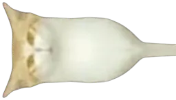 :chagauche: