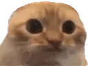 :whatzarbi: