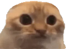 :whatzarbi: