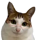 :chat_lunettes_psy: