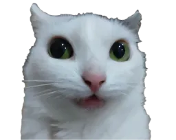 :chat_zieute2: