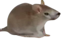 :Chrat: