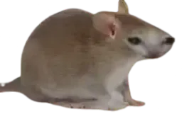 :Chrat: